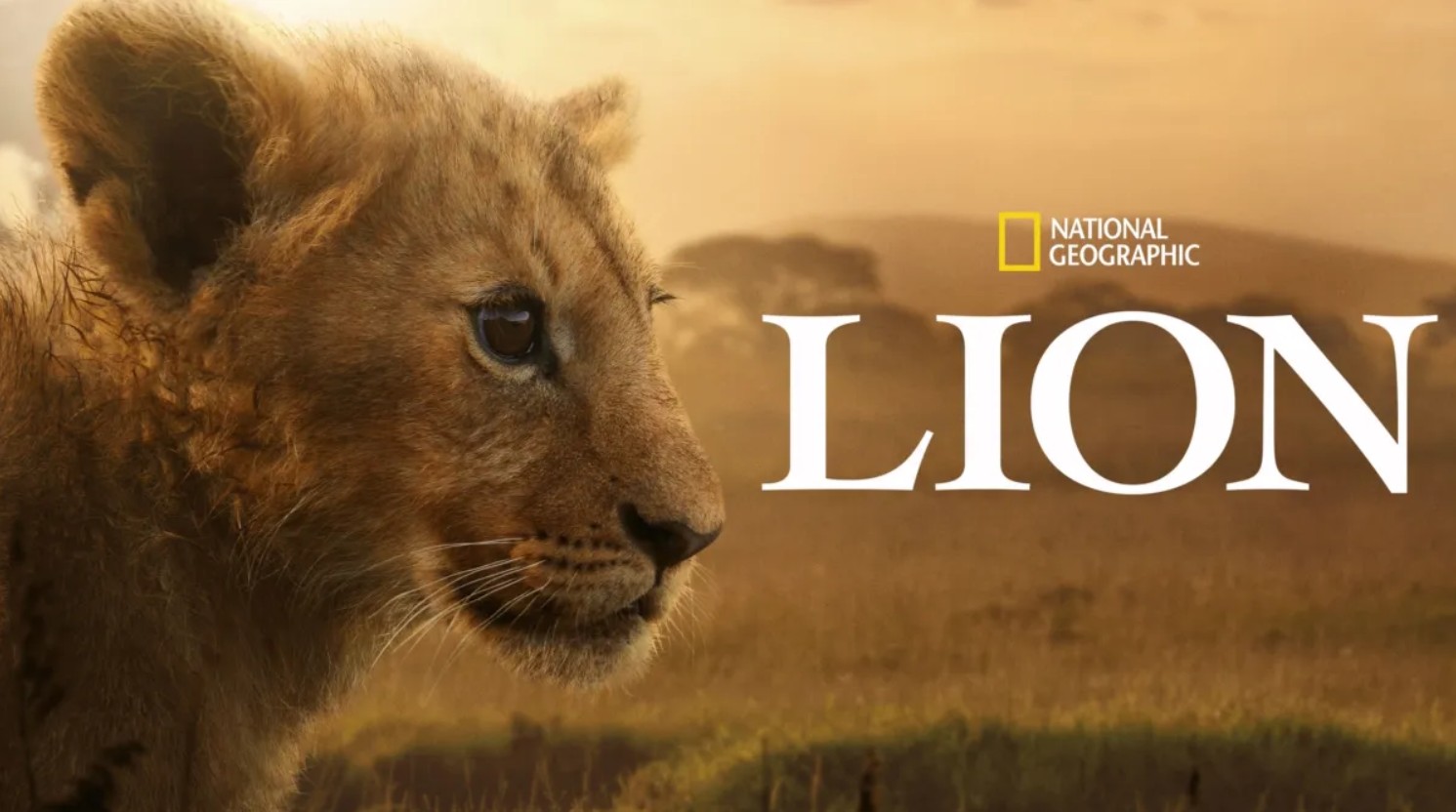 مسلسل Lion مترجم